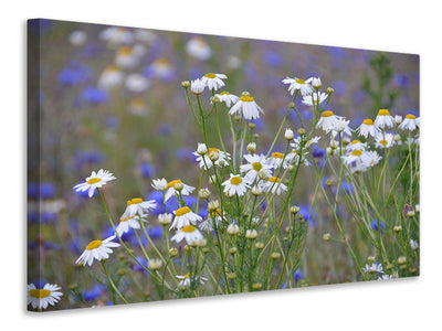 3-piece-canvas-print-wild-flower-meadow