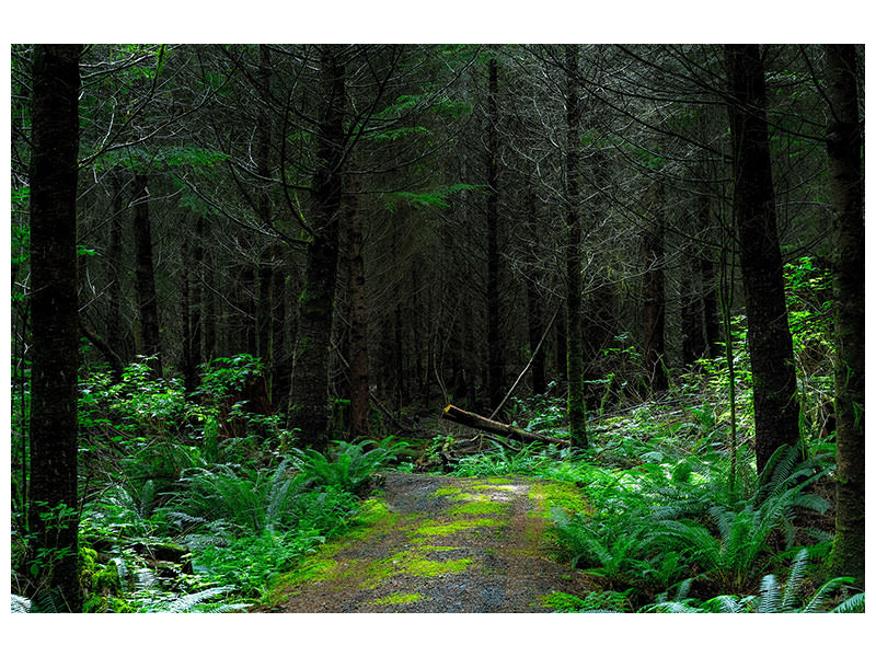 3-piece-canvas-print-wild-forest
