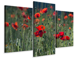 panoramic-3-piece-canvas-print-wild-poppy