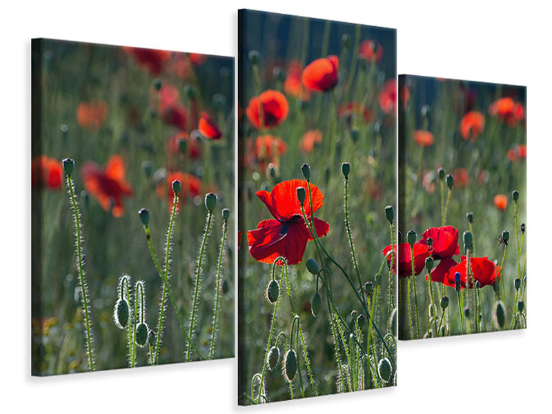 panoramic-3-piece-canvas-print-wild-poppy