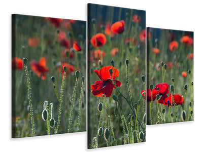 panoramic-3-piece-canvas-print-wild-poppy
