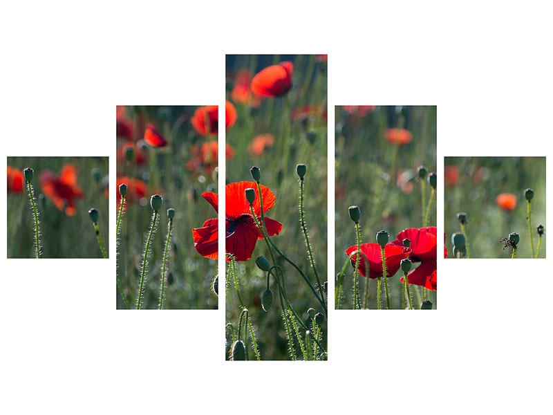 panoramic-canvas-print-wild-poppy
