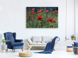 panoramic-3-piece-canvas-print-wild-poppy