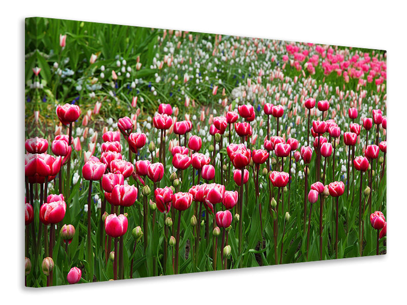 panoramic-3-piece-canvas-print-wild-tulip-field