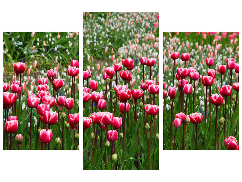 3-piece-canvas-print-wild-tulip-field
