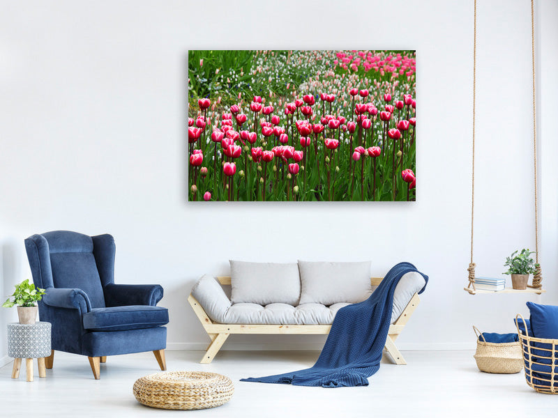panoramic-canvas-print-wild-tulip-field