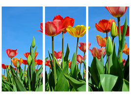 canvas-print-wild-tulips
