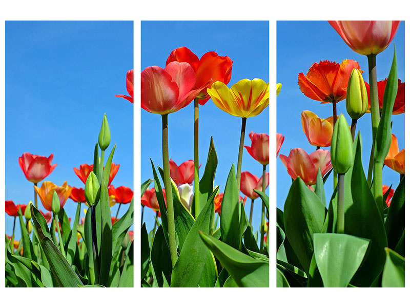 canvas-print-wild-tulips