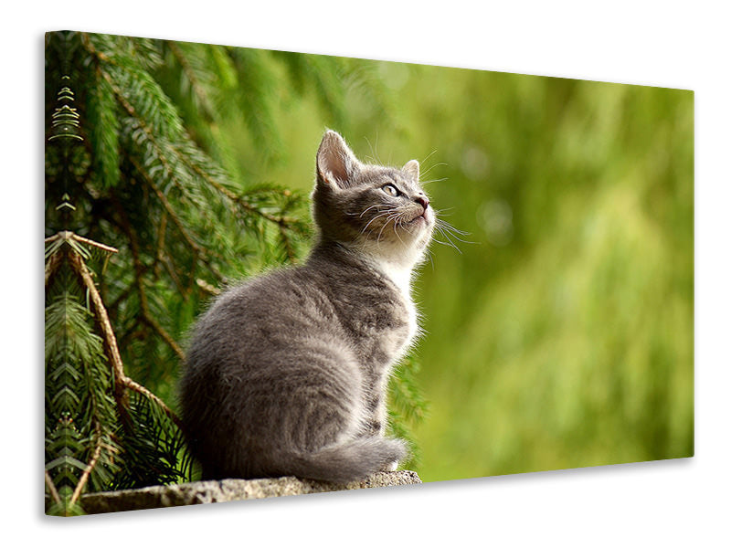 3-piece-canvas-print-wildcat