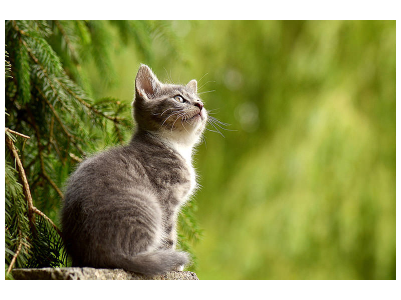 3-piece-canvas-print-wildcat