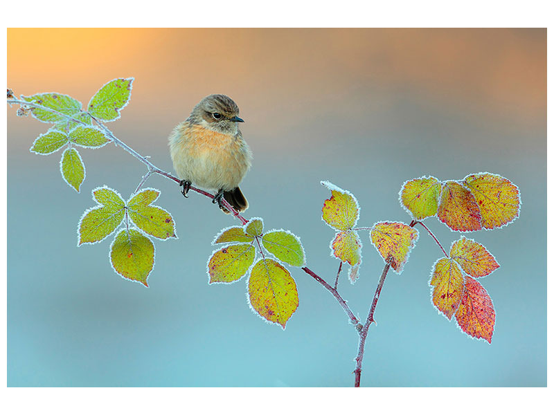 3-piece-canvas-print-winter-colors
