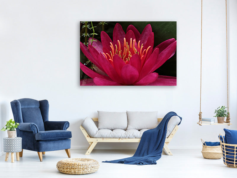 3-piece-canvas-print-wonderful-water-lily