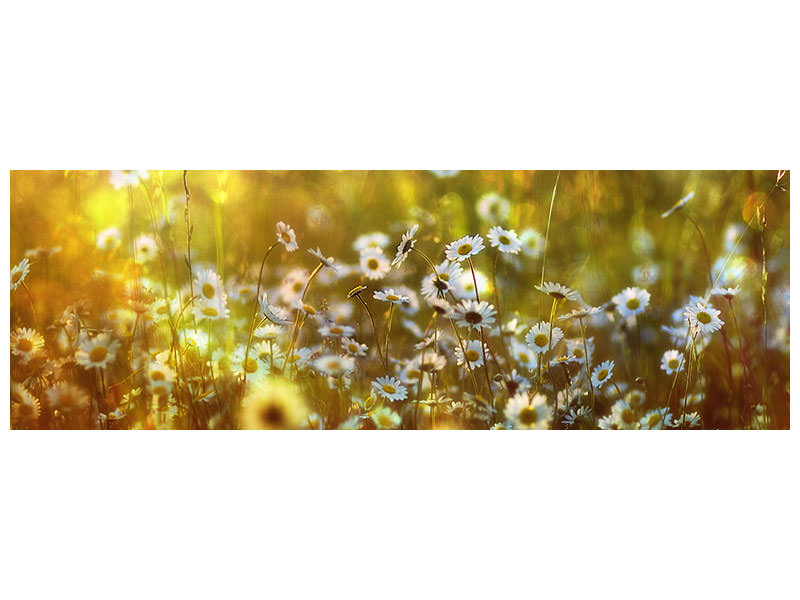 panoramic-3-piece-canvas-print-wonderland