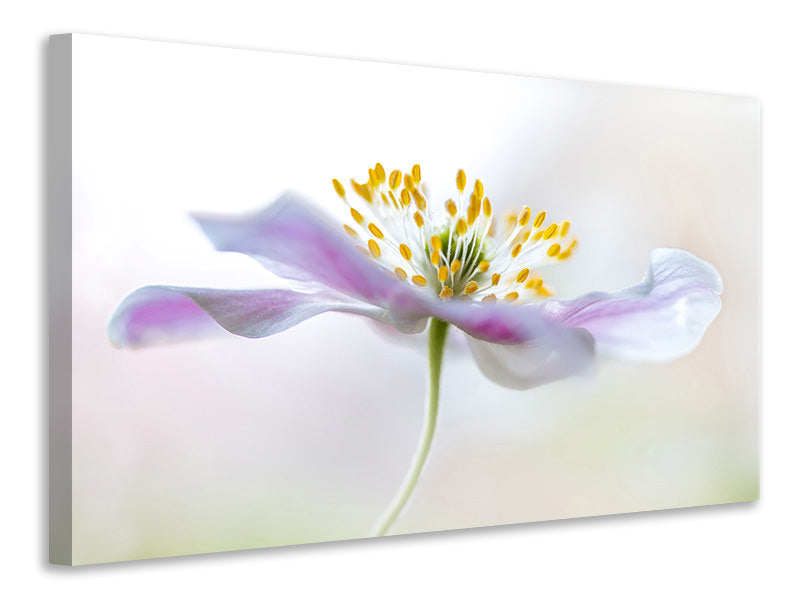 4-piece-canvas-print-wood-anemone