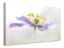 3-piece-canvas-print-wood-anemone