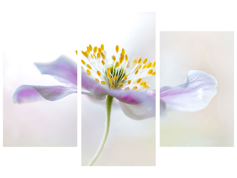 modern-4-piece-canvas-print-wood-anemone