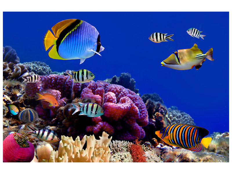 3-piece-canvas-print-world-of-fish
