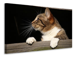3-piece-canvas-print-xl-cat