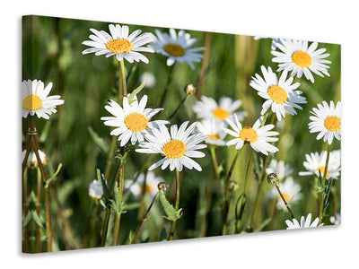 5-piece-canvas-print-xl-daisies