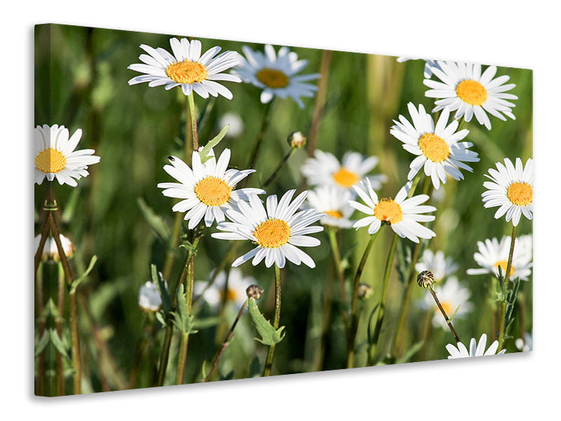 3-piece-canvas-print-xl-daisies
