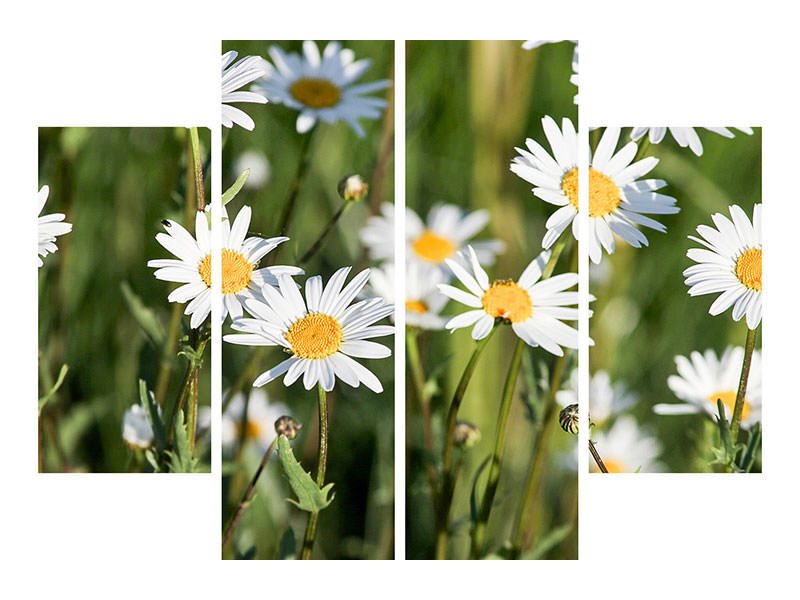 5-piece-canvas-print-xl-daisies