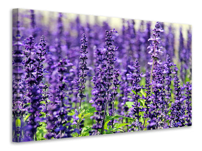 panoramic-3-piece-canvas-print-xl-lavender