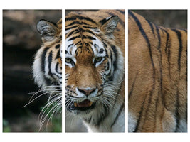 canvas-print-xl-tiger