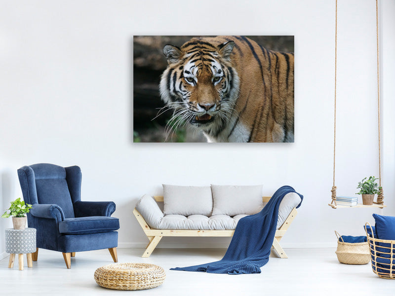 3-piece-canvas-print-xl-tiger