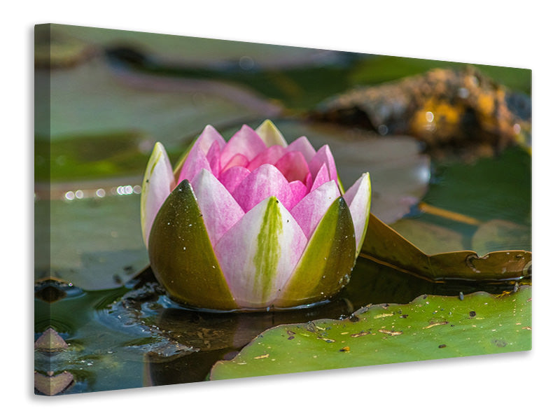 3-piece-canvas-print-xl-water-lily-in-pink