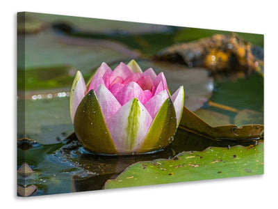 3-piece-canvas-print-xl-water-lily-in-pink