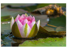 3-piece-canvas-print-xl-water-lily-in-pink