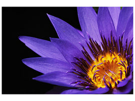 3-piece-canvas-print-xl-water-lily-in-purple