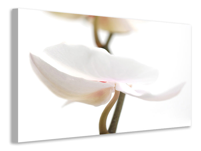 panoramic-canvas-print-xxl-orchid-flower