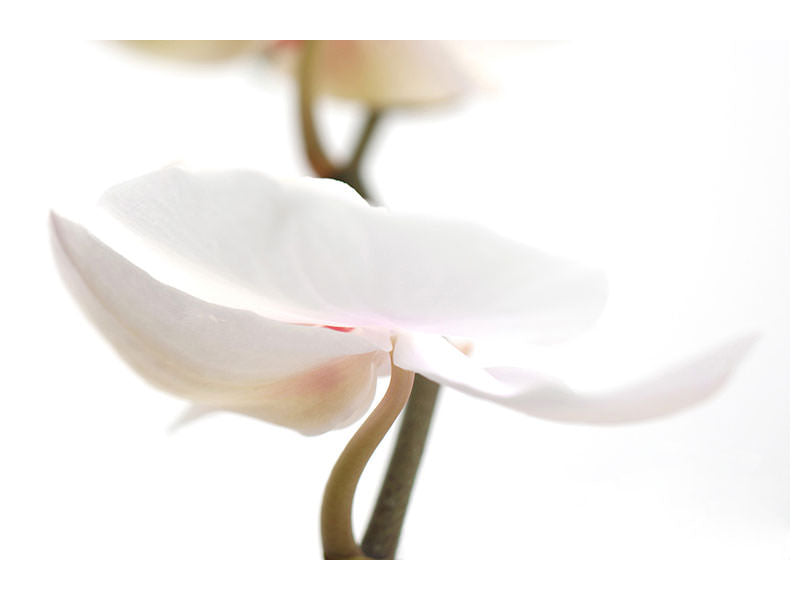 panoramic-3-piece-canvas-print-xxl-orchid-flower