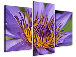 3-piece-canvas-print-xxl-water-lily-in-purple