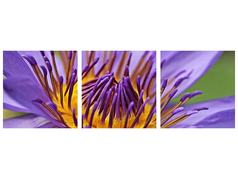 panoramic-canvas-print-xxl-water-lily-in-purple
