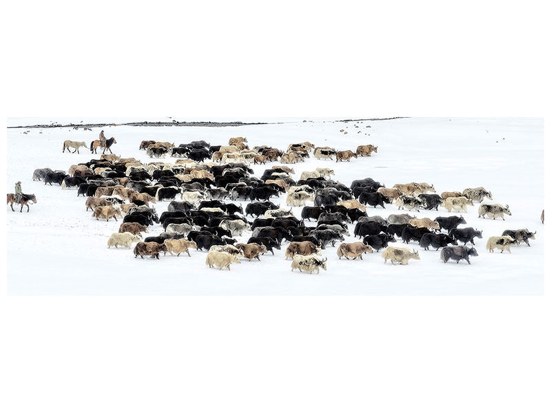 5-piece-canvas-print-yaks-in-snow