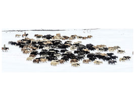 3-piece-canvas-print-yaks-in-snow
