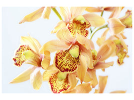 5-piece-canvas-print-yellow-orchid