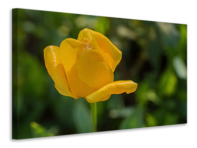 3-piece-canvas-print-yellow-tulip-xl