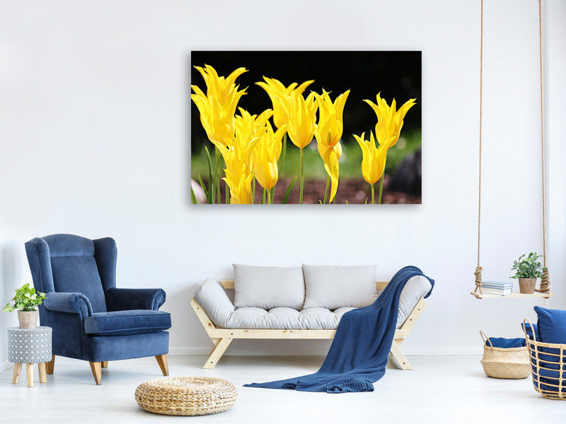 3-piece-canvas-print-yellow-tulips-in-the-nature