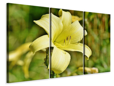 3-piece-canvas-print-lilies-blossom-in-yellow