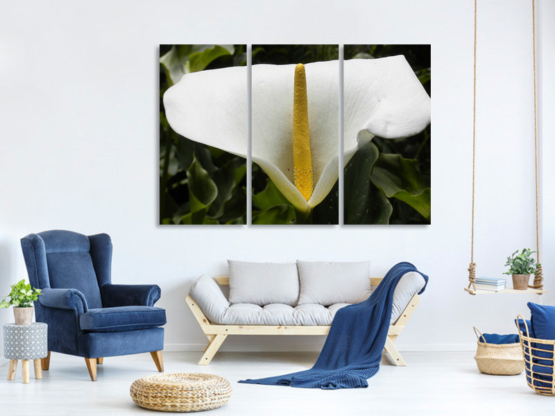 3-piece-canvas-print-macro-calla-in-white