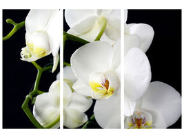 3-piece-canvas-print-orchid-close-up