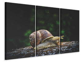 3-piece-canvas-print-snail-xxl