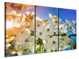 3-piece-canvas-print-the-apple-tree-blossom