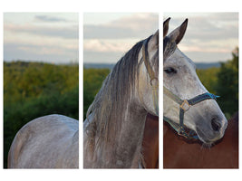 3-piece-canvas-print-the-arabian-thoroughbred