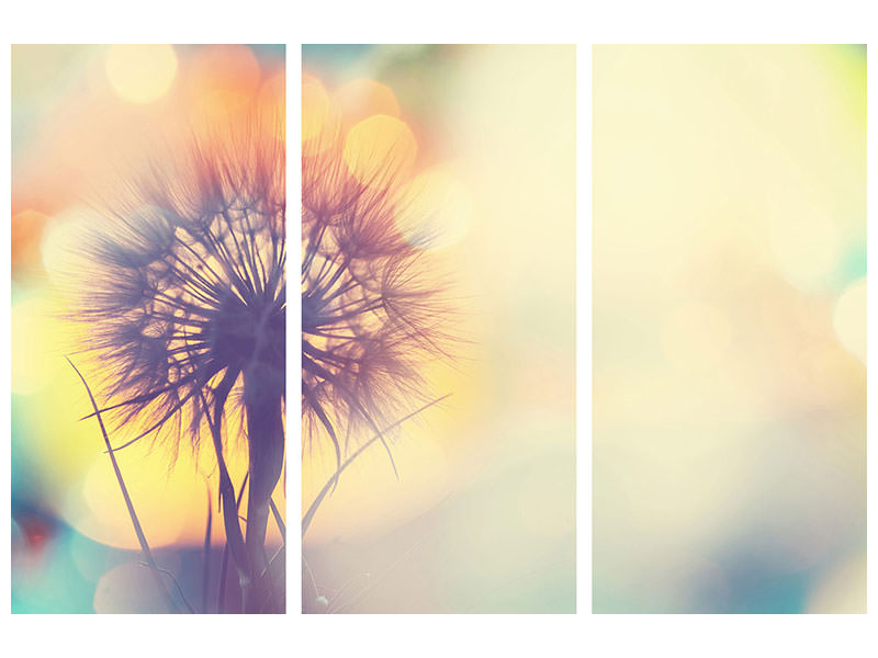 3-piece-canvas-print-the-dandelion-in-the-light