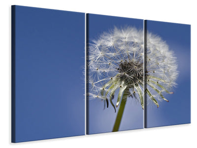 3-piece-canvas-print-the-dandelion-in-xxl