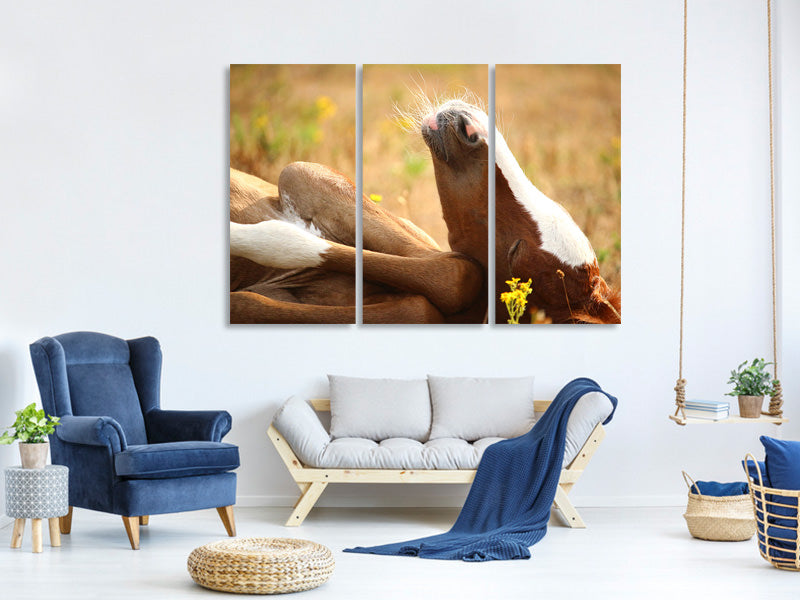 3-piece-canvas-print-the-sleeping-horse